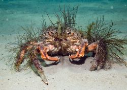 Spider Crab, Cable Bay - North Wales. by James Garland 